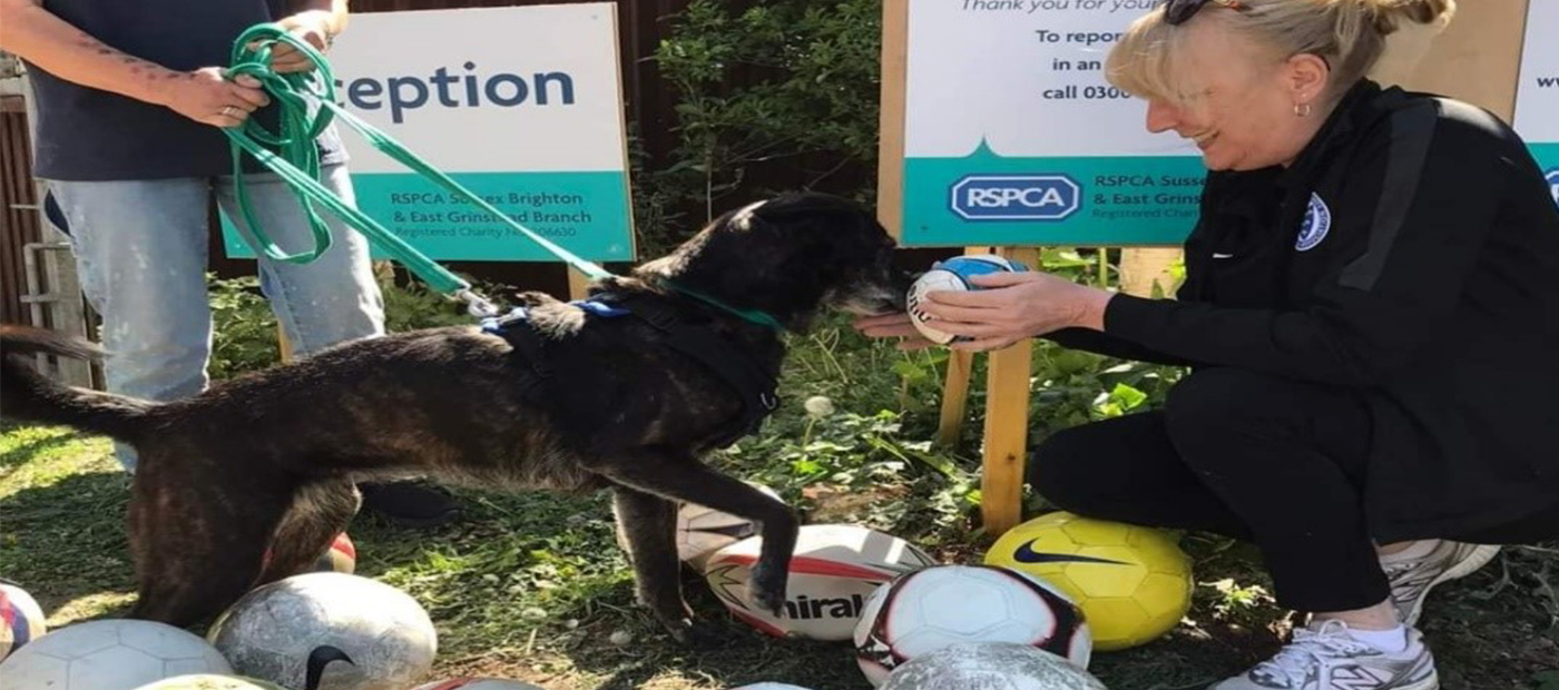 Old Footballs Donated To RSPCA - Sussex County FA